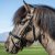 Dy'on Iceland Collection Träns med Kombinerad Nosgrimma häst 2